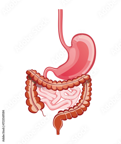Anatomical Illustration of the Stomach and Small Intestine in the Upper Abdominal Region	