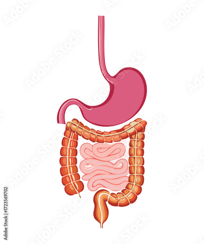 Front View of the Human Stomach and Intestines Complex Showing Digestive System Organs	