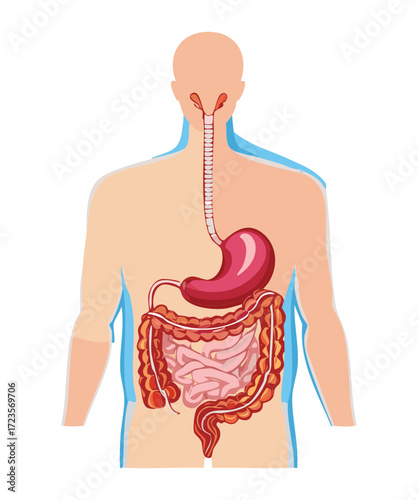 Diagram of the human torso, highlighting the entire upper digestive tract, including the esophagus and stomach placement	