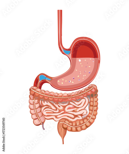 Anatomical illustration of the stomach and duodenum, highlighting the muscle layers and the process of gastric digestion	