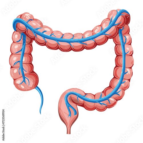 Anatomical diagram of the human large intestine (colon), clearly showing the placement and associated vein and artery system	
