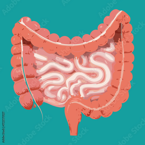 Full Gastrointestinal Anatomy Displaying the Interconnected Structure of the Stomach and Intestines	