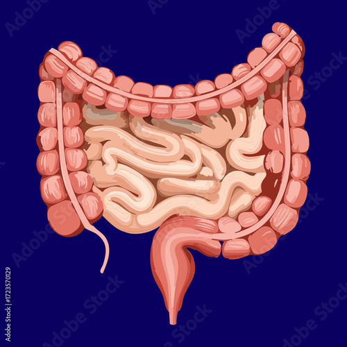 Standard Anatomical View of the Human Gastrointestinal Tract with Intestine, Colon, and Stomach	