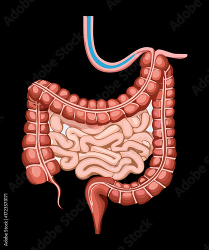Complex Scientific Illustration of the Gastrointestinal Tract Showing Stomach, Small, and Large Intestines	
