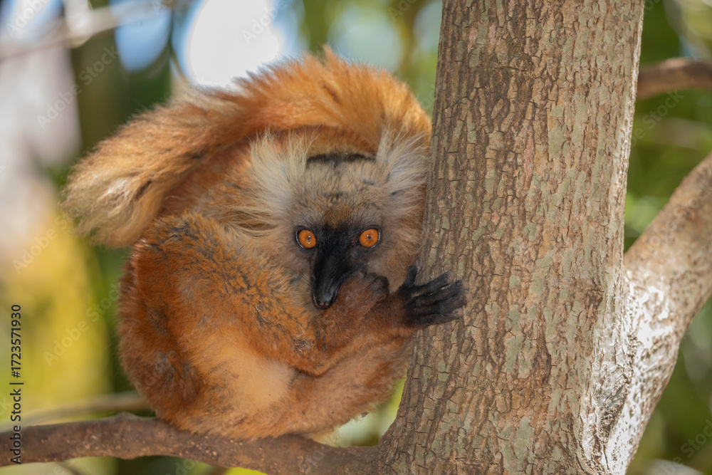 Obraz premium Blue eyed lemur on tree in forest