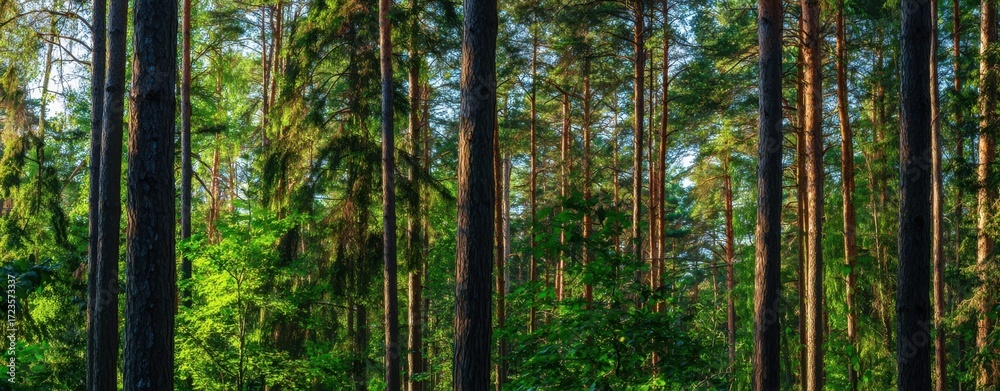 Fototapeta premium The Pine Forest Bathed in Warm Sunlight Through Tall Straight Trunks and Lush Greenery