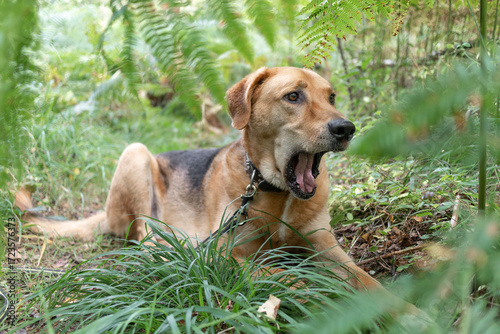 Dog is yawning with funny look - Polish Hound breed