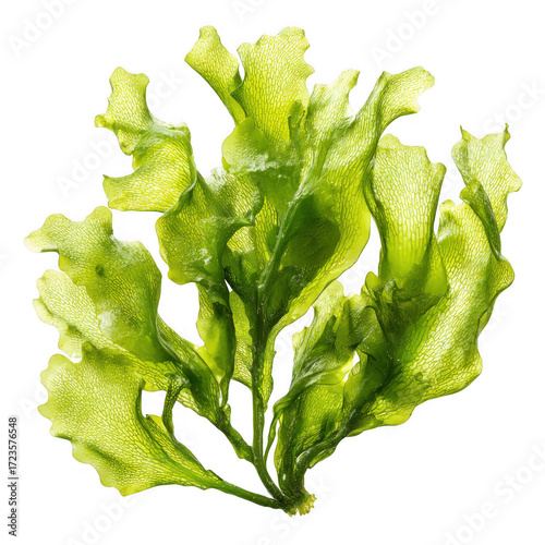  green algae sea lettuce (ulva lactuca) isolated [Transparent Background PNG].
