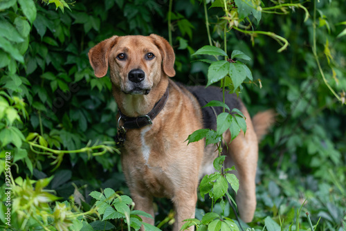 Photos Portrait of a Polish Hound - dog standing and looking attentively