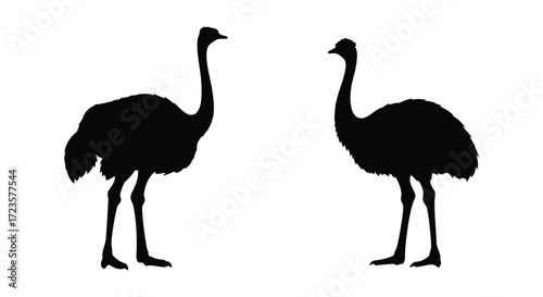 Two ostriches facing each other detailed black forms striking silhouette