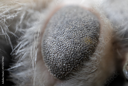 Close-up of a dog's paw