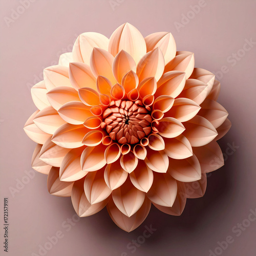 a single flower is the central subject, presented in a close up, top down view