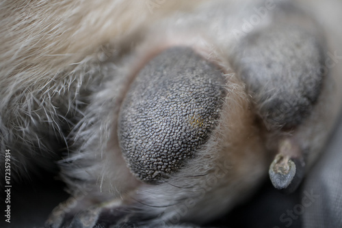 Close-up of a dog's paw