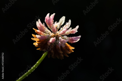 Meadow clover - Trifolium pratense - flower on black background