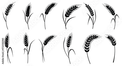Arrangement of wheat stalks and grains in a graphic style silhouette