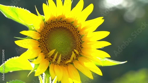 A Captivating Image Of A Young Blooming Sunflower With Vibrant Yellow Petals And Lush Green Leaves Around It