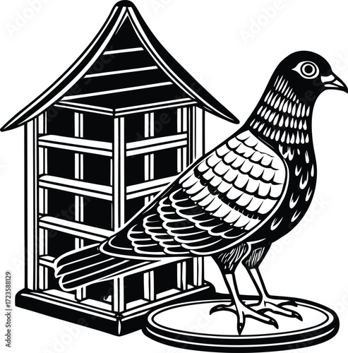 Black and white pigeon standing 