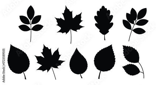 Collection of various leaf shapes displayed as a black silhouette