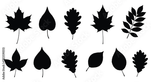 Variety of autumn leaves presented in a striking black silhouette