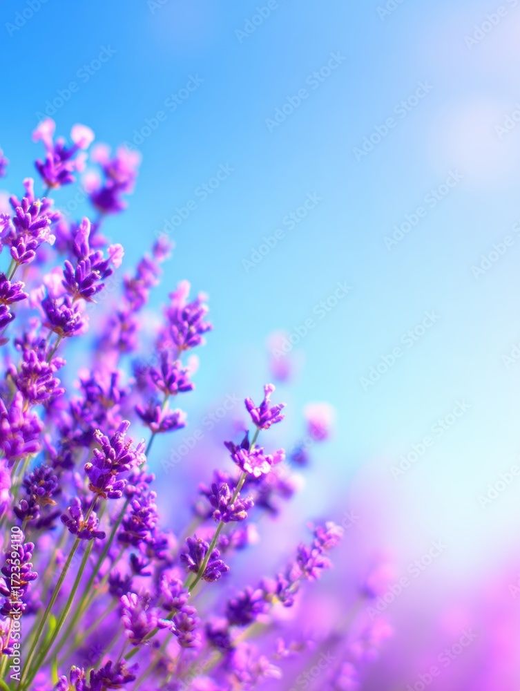 Fototapeta premium Vibrant lavender flowers in full bloom against a clear blue sky, creating a serene natural landscape