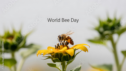 A bee collecting pollen from a sunflower on World Bee Day