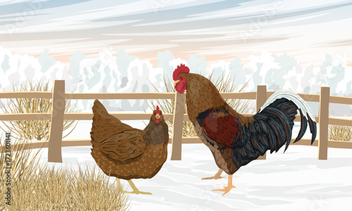 Rooster and hen in the snowy poultry yard. Fencing for poultry. Farm bird in winter. Agricultural vector realistic landscape.