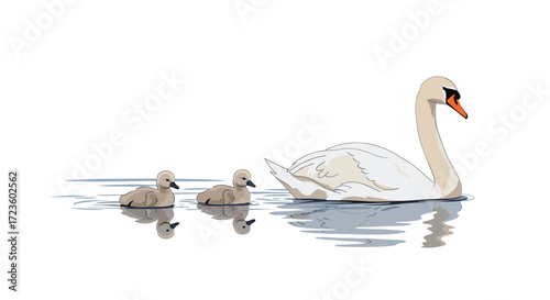 A mother swan gracefully glides across calm water with her two adorable cygnets swimming closely behind her.