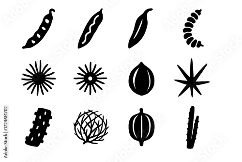 Ocotillo head spine vector flora willow pod desert icons icon joint seed