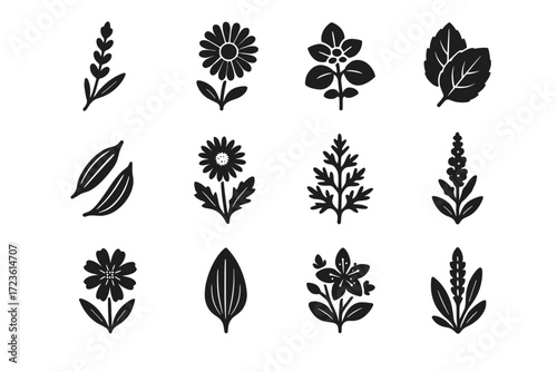 Calendula sprig marjoram alpine lavender mullein icon icons vector leaf mint herbs