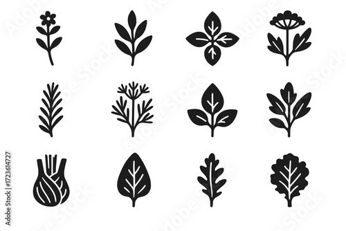 Alpine herbs basil sage fennel leaf rosemary kale wild vector icon
