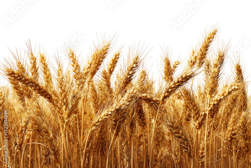 Golden wheat stalks in a horizontal row