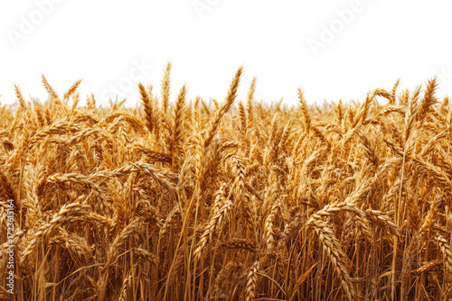Golden wheat field stretches horizontally across the image