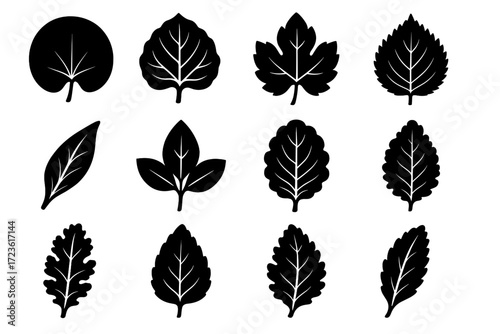 Perilla basil vector wavy leaf icons silhouette icon rhubarb sage oval edge