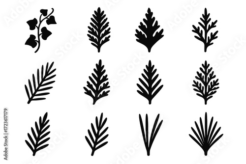Ivy spruce vector icons icon spike red cedar detail juniper leaf silhouette