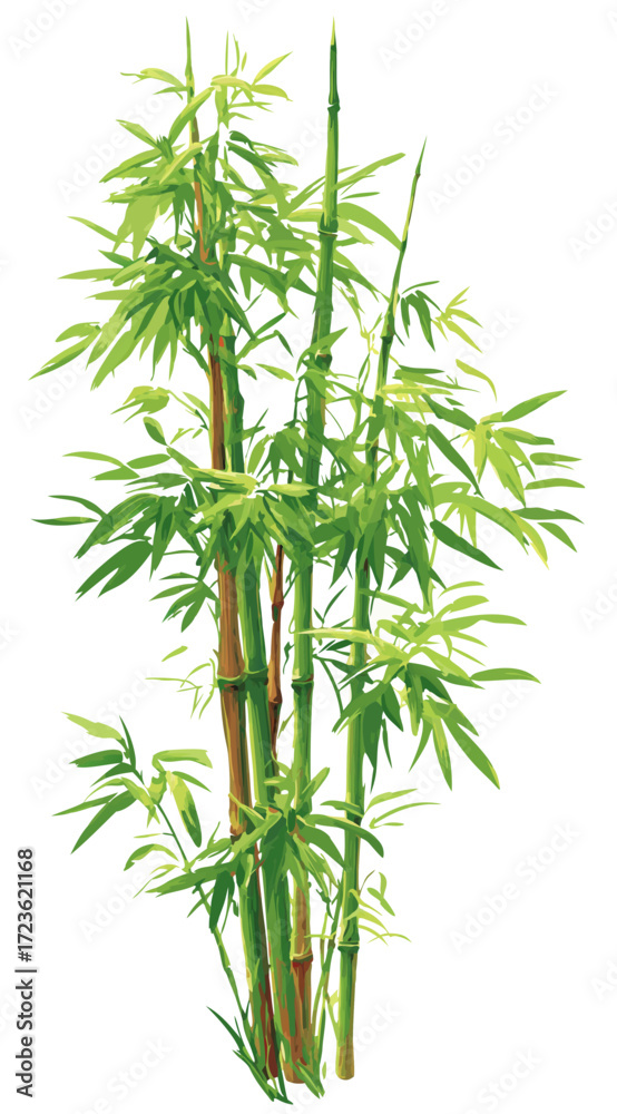 Fototapeta premium Lush green bamboo plant with multiple vibrant stalks and fresh leaves, isolated on a clean white background. Symbol of nature and growth.