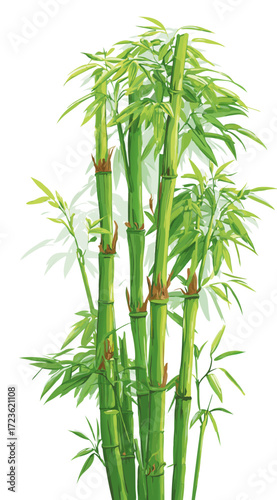 Lush green bamboo stalks and leaves illustration, fresh Asian plant isolated on white background, natural eco-friendly design element for peace