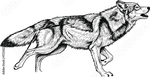 Black and white wolf line drawing, realistic animal sketch, wildlife motion pose, detailed fur texture, nature vector art, predator illustration