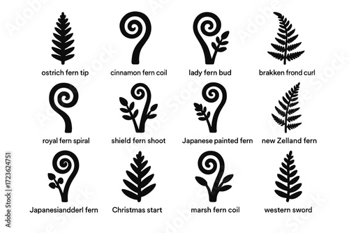 Marsh vector collection icon royal sword western bracken christmas zealand fern