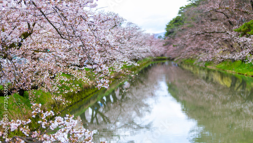 Obraz na plátně the reflection of river and pond around the Hirosaki park, the  sakura tree duri