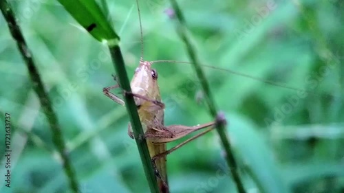 Closeup Macro Video of a Grasshopper Resting on Green Grass Stems in Natural Habitat