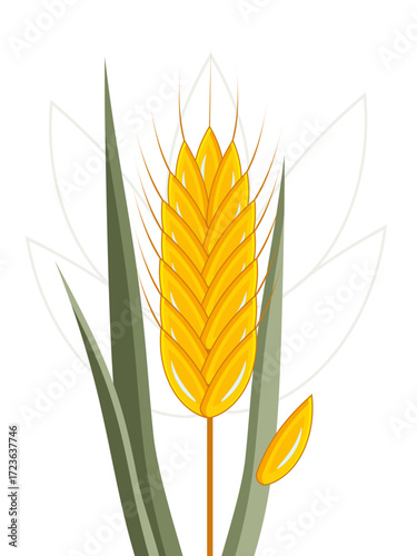 Spikelet of ripe wheat with green leaves isolated on white background. Vector.
