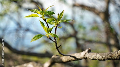 Spring Natural Scenery of Sobaeksan Mountain, Korea