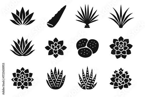 Stones rosette icon yucca century plant desert zebra icons dudleya lithops flora