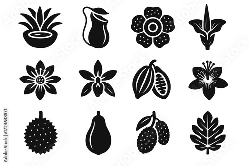 Durian rafflesia cluster icon bromeliad set cocoa vector fruit bean pitcher rainforest