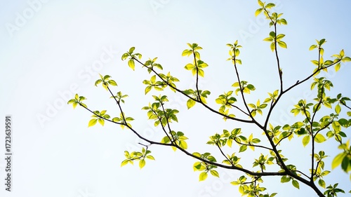 Spring Natural Scenery of Sobaeksan Mountain, Korea