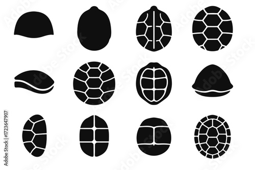 Shell posterior panel icon detail edge plate turtle anatomy bottom vector central