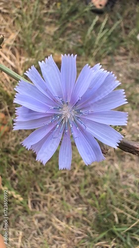 A Beautiful Blooming Purple Flower Flourishing in the Splendor of Natures Beauty
