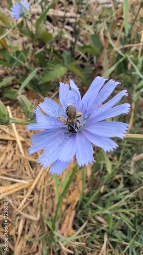 A bee resting on a blue flower in its habitat showcasing natures beauty in bloom
