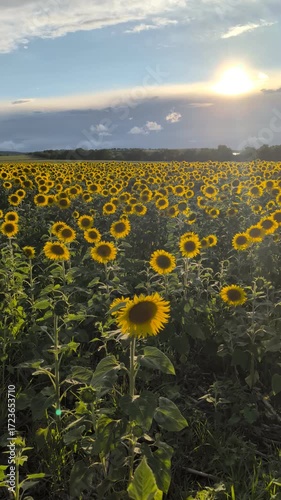 A Vibrant Sunflower Field at Sunset That Captures the Beauty of Nature and Summer Evenings