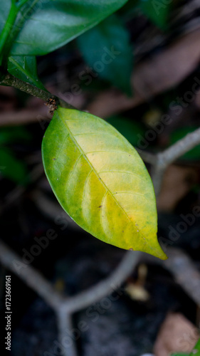 Green to Yellow Leaf Transitioning on Branch in Natural Light